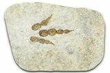 Dinosaur (Grallator) Track - Negative Impression #366851-1